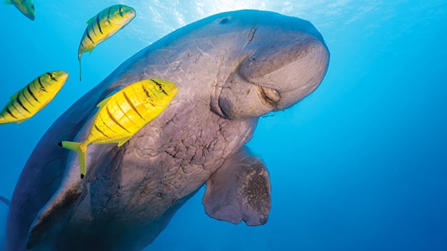 Dugong: Hewan Laut Langka dan Melindungi Ekosistem Laut
