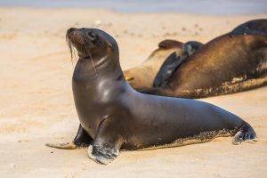 Hewan Laut Anjing Laut: Penjelasan tentang Mamalia Laut Unik
