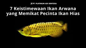 Hewan Laut Ikan Arwana: Keindahan dan Karakter Uniknya