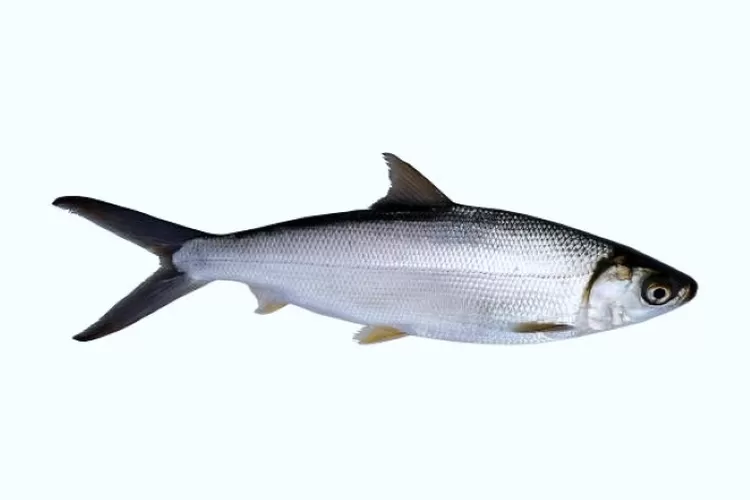 Hewan Laut Ikan Bandeng: Karakteristik dan Keunikan Ikan Bandeng