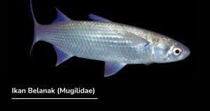 Hewan Laut Ikan Belanak: Karakteristik dan Peran Ekosistem