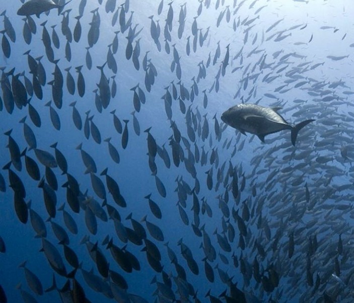 Hewan Laut Ikan Beloso: Karakteristik dan Peran Ekosistem Laut
