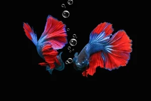 Hewan Laut Ikan Cupang: Karakteristik dan Perawatan yang Tepat