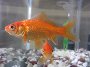 Hewan Laut Ikan Emas: Keindahan dan Karakter Uniknya