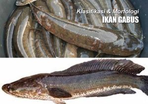 Hewan Laut Ikan Gabus: Karakteristik dan Habitatnya