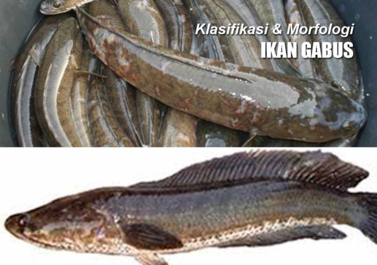Hewan Laut Ikan Gabus: Karakteristik dan Habitatnya