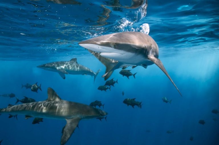 Hewan Laut Ikan Hiu: Karakteristik dan Peran dalam Ekosistem