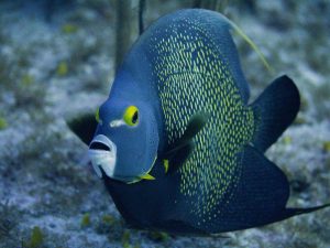 Hewan Laut Ikan Injel: Karakteristik dan Habitatnya
