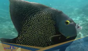 Hewan Laut Ikan Injel: Karakteristik dan Peran Ekosistem Laut