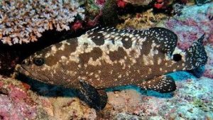 Hewan Laut Ikan Kerapu Bebek: Karakteristik dan Habitatnya