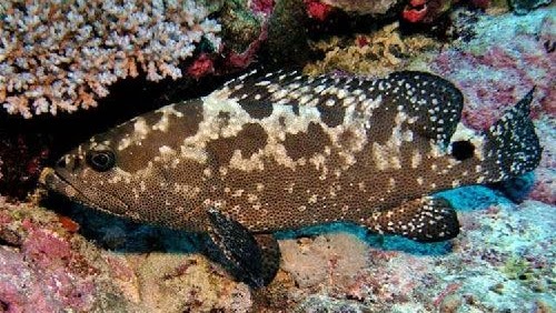 Hewan Laut Ikan Kerapu Bebek: Karakteristik dan Habitatnya