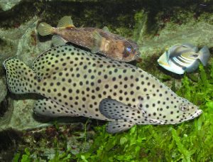 Hewan Laut Ikan Kerapu Bebek: Karakteristik dan Kehidupan di Laut