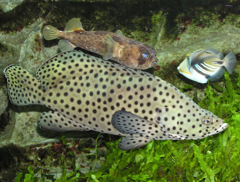 Hewan Laut Ikan Kerapu Bebek: Karakteristik dan Kehidupan di Laut