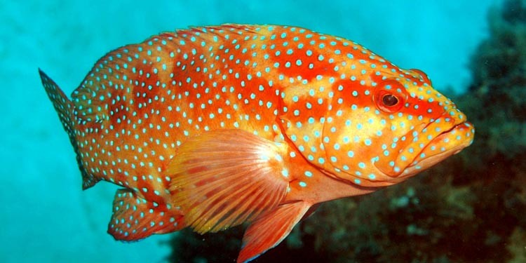 Hewan Laut Ikan Kerapu: Karakteristik dan Habitatnya