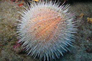 Hewan Laut Ikan Landak: Keunikan dan Habitatnya di Lautan