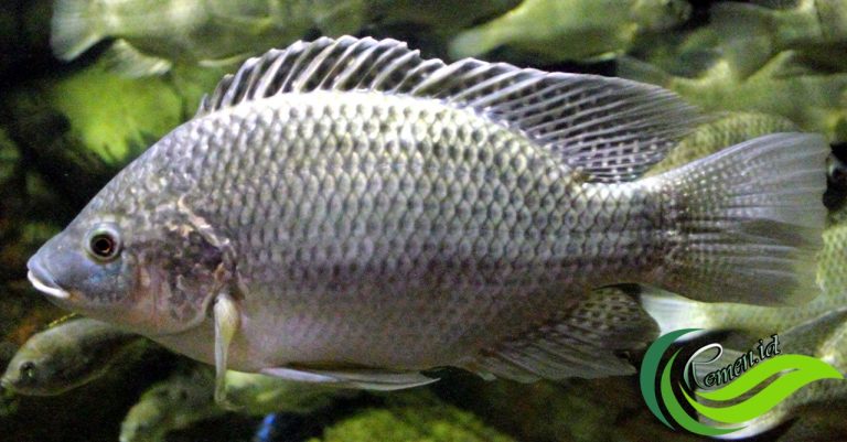 Hewan Laut Ikan Mujair: Karakteristik dan Budidaya yang Menjanjikan