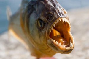 Hewan Laut Ikan Piranha Laut: Karakteristik dan Peran Ekosistem