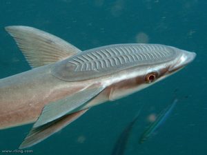 Hewan Laut Ikan Remora: Makhluk Pemberi Tanda di Lautan