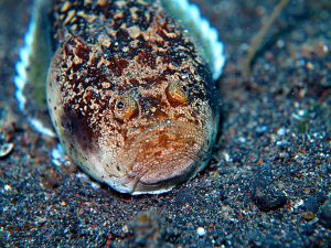 Hewan Laut Ikan Stargazer: Ciri-ciri dan Kehidupan di Lautan