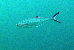 Hewan Laut Ikan Talang-talang: Karakteristik dan Peran Ekosistem
