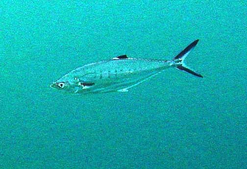 Hewan Laut Ikan Talang-talang: Karakteristik dan Peran Ekosistem