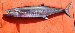 Hewan Laut Ikan Tenggiri Papan: Karakteristik dan Peran Ekosistem