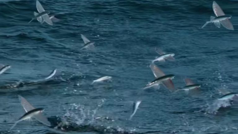 Hewan Laut Ikan Terbang: Keunikan dan Adaptasi di Lautan