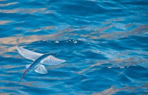 Hewan Laut Ikan Terbang: Keunikan dan Kehidupannya di Lautan