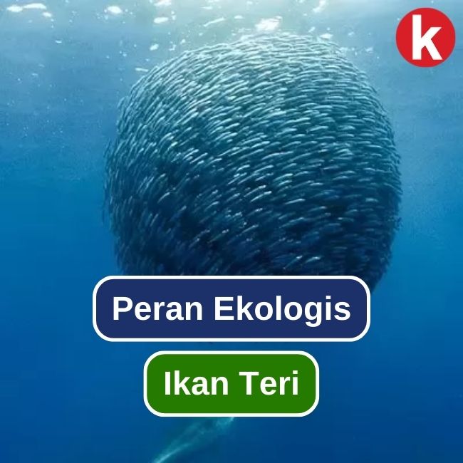 Hewan Laut Ikan Teri: Karakteristik dan Peran Ekosistem Laut
