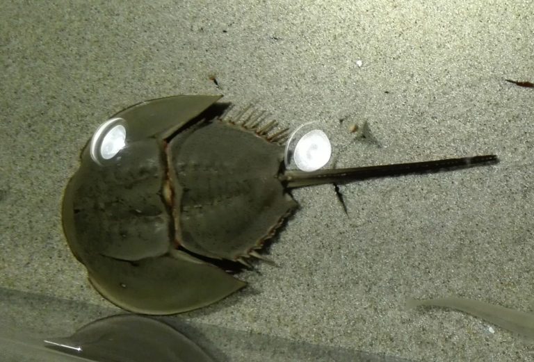 Hewan Laut Kepiting Tapal Kuda: Karakteristik dan Habitatnya