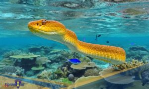 Hewan Laut Labu Kuning: Keunikan dan Keindahan Ekosistemnya