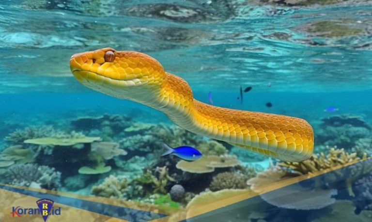 Hewan Laut Labu Kuning: Keunikan dan Keindahan Ekosistemnya