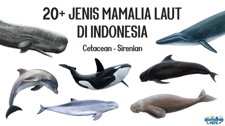 Hewan Laut Paus Bungkuk: Spesies Mamalia Laut yang Menakjubkan