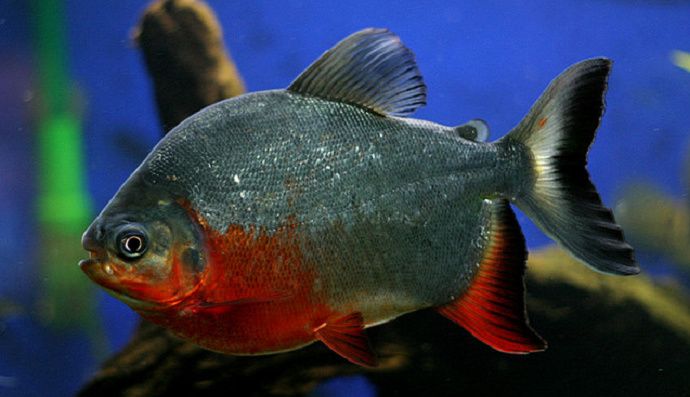Ikan Bawal Hitam: Karakteristik dan Habitat Hewan Laut Ikan Bawal