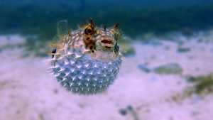 Ikan Buntal: Hewan Laut Berbisa dan Unik di Lautan Indonesia