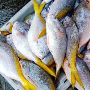Ikan Ekor Kuning: Spesies Hewan Laut yang Menarik dan Menakjubkan