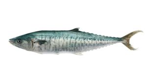 Ikan Mackerel Raja: Spesies Laut yang Menakjubkan dan Unik