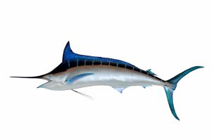 Ikan Marlin Biru: Spesies Hewan Laut yang Menakjubkan