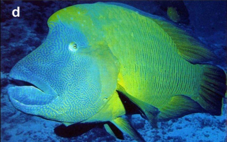 Ikan Napoleon: Keindahan dan Karakter Hewan Laut yang Menakjubkan