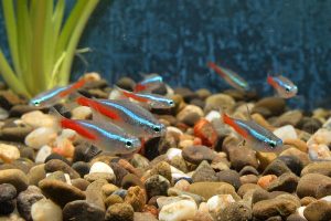 Ikan Neon Tetra: Hewan Laut yang Menarik dan Mudah Dipelihara