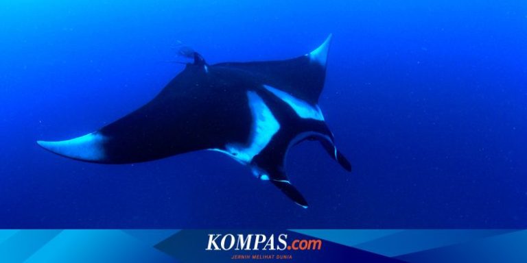 Ikan Pari: Hewan Laut Unik dan Penting dalam Ekosistem Laut