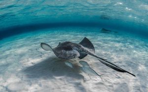 Ikan Pari: Hewan Laut Unik dan Penting dalam Ekosistem Laut