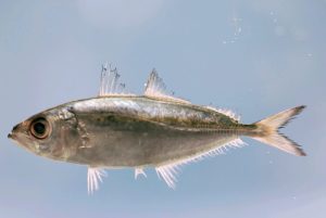Ikan Selar: Hewan Laut Berwarna Cerah dan Menjadi Favorit