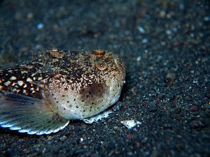 Ikan Stargazer: Hewan Laut Unik dengan Kemampuan Menyembunyikan Diri