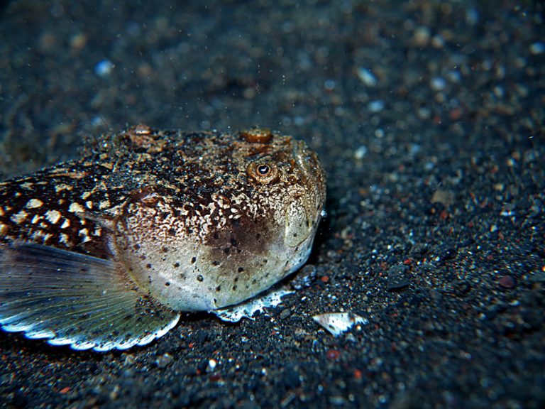 Ikan Stargazer: Hewan Laut Unik dengan Kemampuan Menyembunyikan Diri