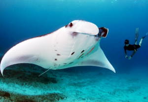 Keindahan dan Kehidupan Ikan Pari Manta di Lautan