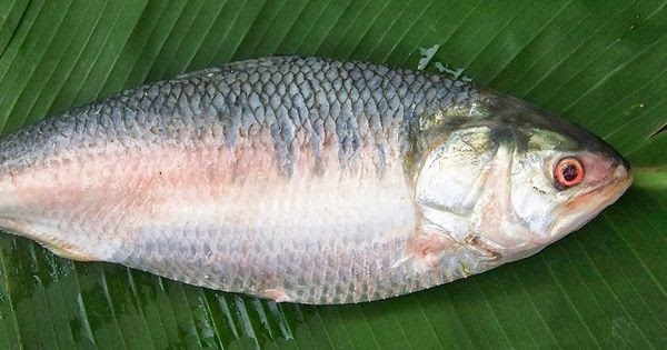 Keindahan dan Peran Ikan Hilsa dalam Ekosistem Laut
