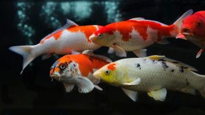 Keindahan dan Perawatan Ikan Koi dalam Dunia Laut