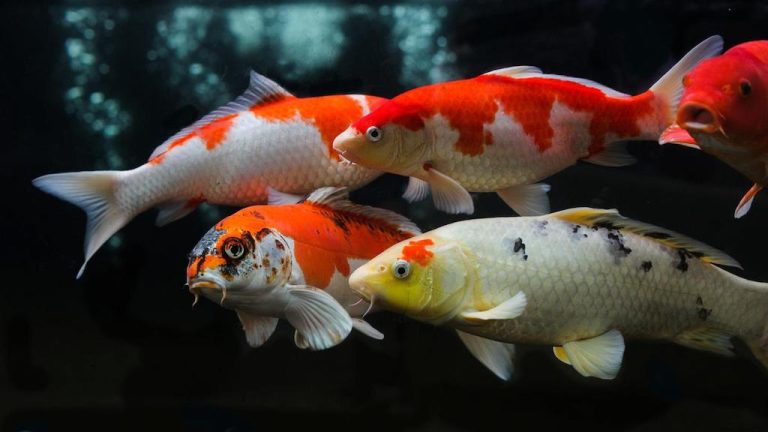 Keindahan dan Perawatan Ikan Koi dalam Dunia Laut