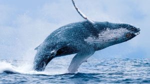 Keunikan Ikan Paus Tenggiri di Dunia Laut